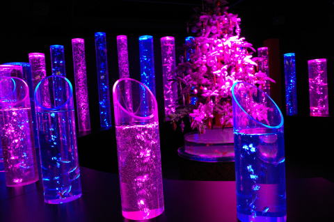 アートアクアリウム美術館 GINZA　ツリーと共に