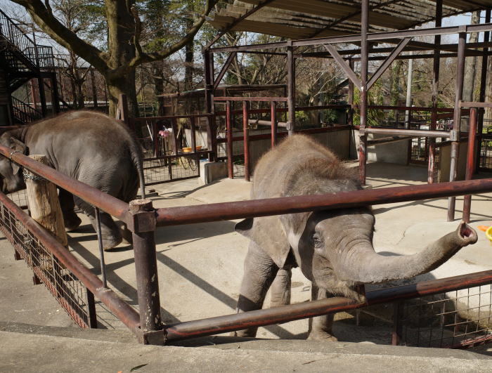 市原ぞうの国のこぞうたち