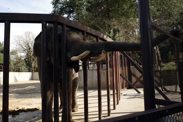 市原ぞうの国のぞうさん