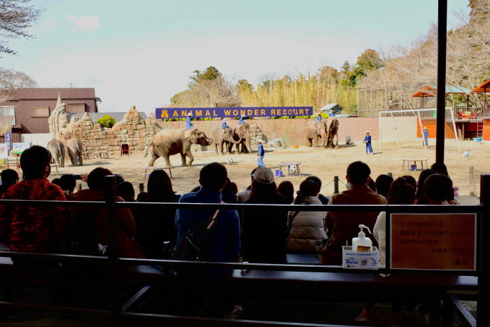 市原ぞうの国のぞう達のショー