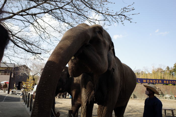 市原ぞうの国ぞうさんアップ